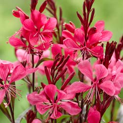 Gaura rouge de Lindheimer / Gaura lindheimeri rubra